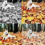 biały-pies-leży-na-jesiennych-liściach.jpg