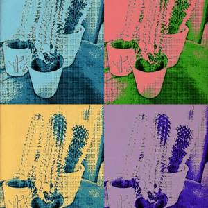 kaktusy-w-doniczkach.jpg