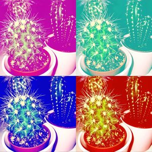 kaktusy-1536x1536.jpg